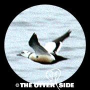 Steller's Eider