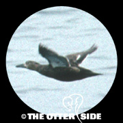Steller's Eider