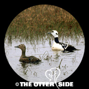 Steller's Eider