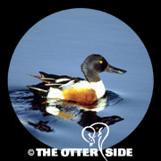 Northern Shoveler