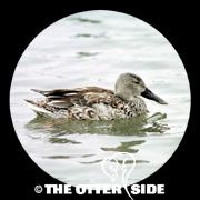 Northern Shoveler