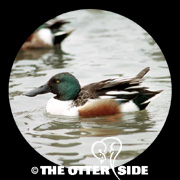 Northern Shoveler
