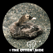 Spectacled Eider