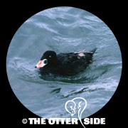 Surf Scoter