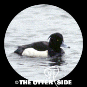 Tufted Duck