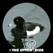 Tufted Duck