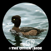 Tufted Duck