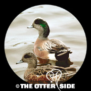 American Wigeon