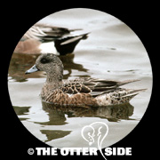 American Wigeon