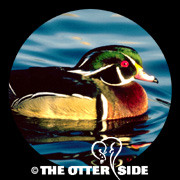 Wood Duck
