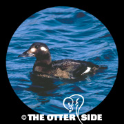 White-winged Scoter