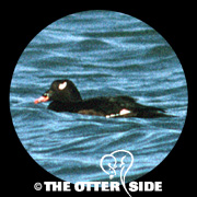 White-winged Scoter