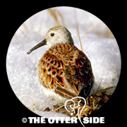 Dunlin