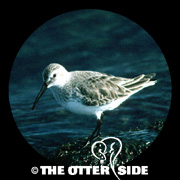 Dunlin