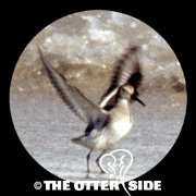 Dunlin