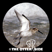 Dunlin