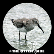 Dunlin