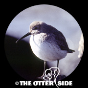 Dunlin