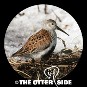 Dunlin