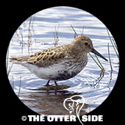 Dunlin