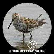Dunlin