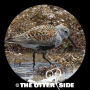 Dunlin