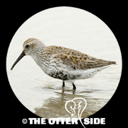 Dunlin