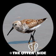 Dunlin