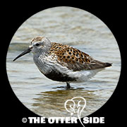 Dunlin