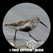 Dunlin