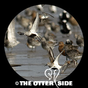 Dunlin