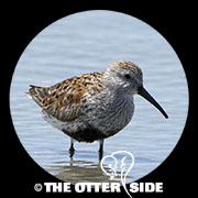 Dunlin