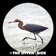 Reddish Egret