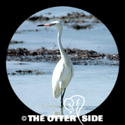 Reddish Egret