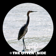 Reddish Egret