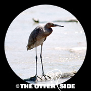 Reddish Egret