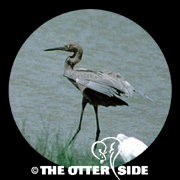 Reddish Egret