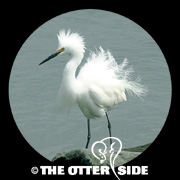 Snowy Egret