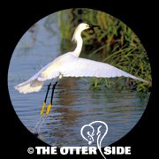 Snowy Egret