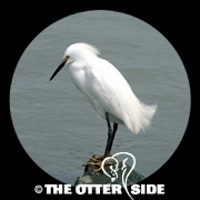 Snowy Egret