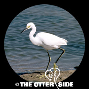 Snowy Egret