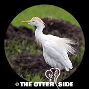 Western Cattle-Egret