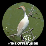 Western Cattle-Egret