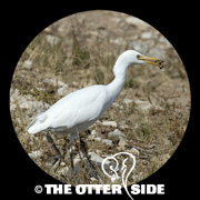 Western Cattle-Egret