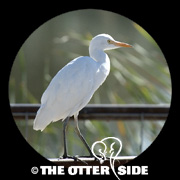 Western Cattle-Egret