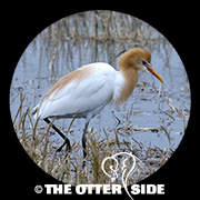 Eastern Cattle-Egret