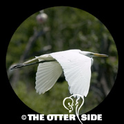 Great Egret
