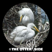 Great Egret