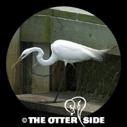 Great Egret