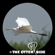 Great Egret